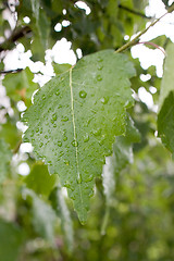 Image showing Birch leaf