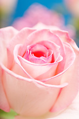 Image showing Pink Rose