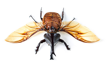 Image showing Fly, wings and beetle with horn, white background and isolated studio of bugs for biology, creature and wildlife study. Closeup, five horned rhino insect and entomology details for natural research