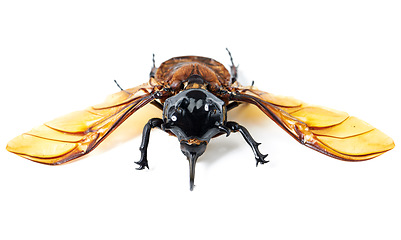 Image showing Nature, wings and beetle with horn, white background and front view of aesthetic bug for analysis and study. Bugs, science and insect collection for entomology research, studying and museum education