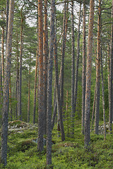 Image showing Pine Forest