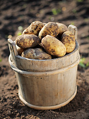 Image showing Potato harvest