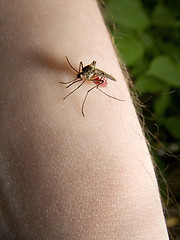 Image showing mosquito sucking blood