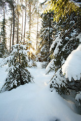 Image showing Snowy arctic forest