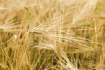 Image showing Barley