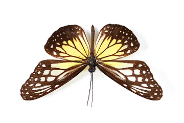 Image showing Top view, insect and butterfly in studio for taxidermy, art and decoration against a white background. Above, bug and pattern of creature wings isolated with color, beauty and natural shapes detail