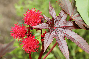 Image showing Castor oil plant