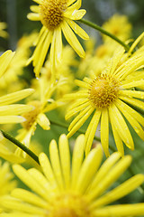 Image showing Summer flowers