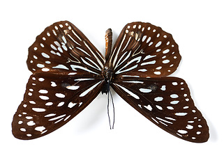 Image showing Isolated butterfly, wings and studio by white background for closeup, nature and insect biology study. Bug anatomy, entomology and animal with beauty, brown pattern and natural specimen by backdrop