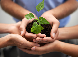 Image showing Closeup, group and hands of people, plants and sustainability for support, hope and earth day. Teamwork, trust and growth of leaf in soil for green future, collaboration and accountability to recycle