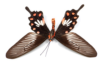 Image showing Nature, insect and bug with butterfly in studio for environment, fauna and ecosystem. Natural, wildlife and biodiversity with closeup of moth isolated on white background for antenna, wings or mockup