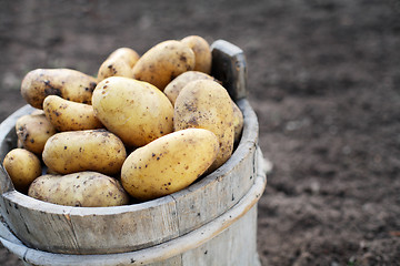 Image showing Potatos