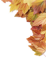 Image showing Autumn leaves