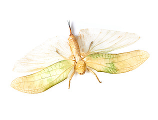 Image showing Nature, insect and bug with moth in studio for environment, fauna and ecosystem. Natural, wildlife and biodiversity with closeup of butterfly isolated on white background for antenna, wings or mockup