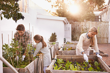 Image showing Family, farming or sustainability with a mother, father and daughter planting crops in the backyard together. Children, agriculture or vegetation with a man, woman and child working on a farm