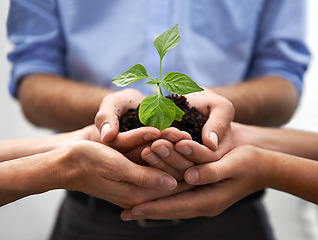 Image showing Closeup, group and hands of people, plants and sustainability to start small business, support or hope. Teamwork, trust and growth of leaf, soil or collaboration in green future, investment and goals