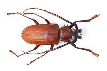 Image showing Top view, insect and titan beetle on a white background in studio for wildlife, zoology and natural ecosystem. Animal mockup, nature and closeup of creature for environment, entomology study and pest