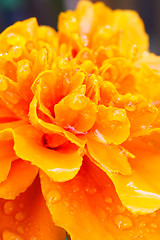 Image showing Marigold closeup