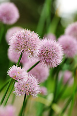 Image showing Chives