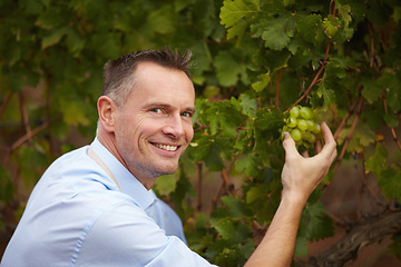 Image showing Fruit, portrait of man picking grapes for wine at farm or vineyard outdoors. Agriculture, farming and male alcohol maker getting ingredients for sustainability production of beverages or drinks