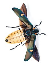 Image showing Moth, creature and bug in studio background with full body and wings detail and insect isolated in a backdrop. Animal, nature and top view of colourful wildlife or butterfly from the environment