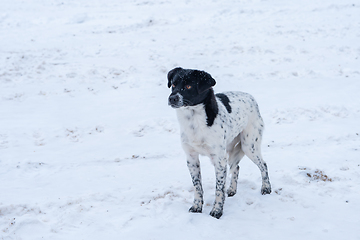 Image showing A sad dog stands on the snow