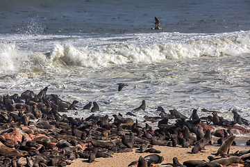 Image showing colony of brown seal in Cape Cross, Namibia