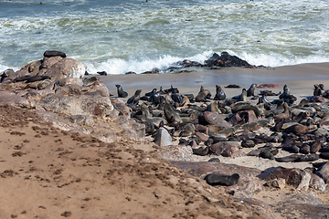 Image showing colony of brown seal in Cape Cross, Namibia