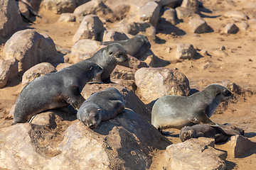 Image showing colony of brown seal in Cape Cross, Namibia