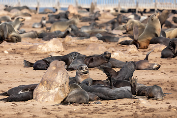 Image showing colony of brown seal in Cape Cross, Namibia