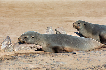 Image showing colony of brown seal in Cape Cross, Namibia