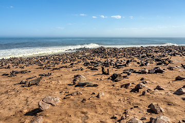 Image showing colony of brown seal in Cape Cross, Namibia