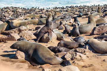 Image showing colony of brown seal in Cape Cross, Namibia