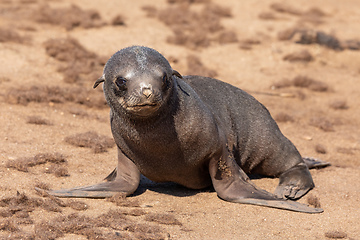 Image showing colony of brown seal in Cape Cross, Namibia