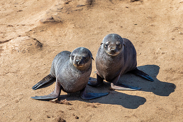 Image showing brown seal in Cape Cross, Namibia