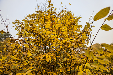 Image showing multicolored beautiful foliage