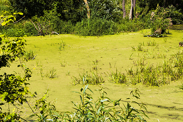 Image showing Tina in the swamp