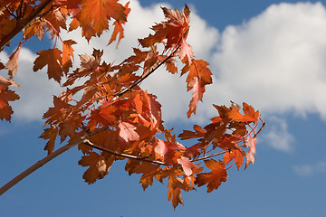 Image showing nature autumn tree 02