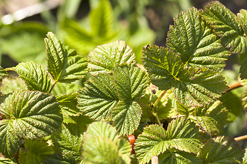 Image showing raspberry foliage