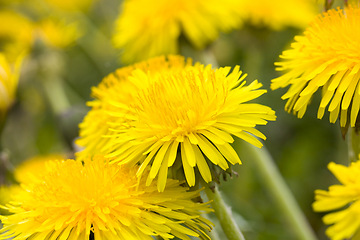 Image showing yellow beautiful dandelions