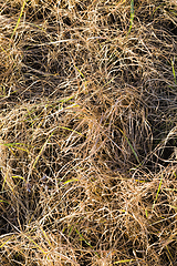 Image showing yellow grass in the swamp