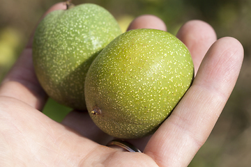 Image showing immature crop