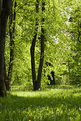 Image showing green trees background in forest