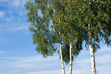 Image showing Birches