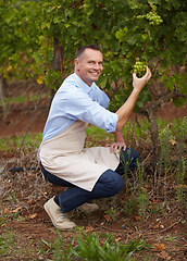 Image showing Wine farm, grapes and portrait of a man winemaker picking a product for the production of alcohol. Happy, smile and male winery worker with fruit on sustainable, agriculture and eco friendly vineyard