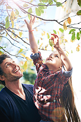 Image showing Father, girl and bonding in fall nature, trees and backyard garden in autumn or child, touching leaf and branch. Young parent, little kid and happy together in green, outdoor and natural environment