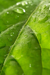 Image showing Droplets on a leaf