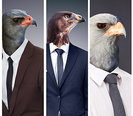 Image showing Collage, leadership and animal head or business people or alpha surrealism with eagle boss on studio background. Abstract, hawk and predator or corporate power birds or wild or strong and dangerous