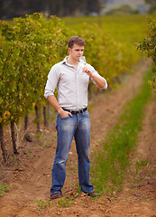 Image showing Wine maker, standing in vineyard and glass of white or man, vineyard or green grape farm and luxury, alcohol drink or winery. Young farmer, sommelier and taste test or smell, quality and drinking