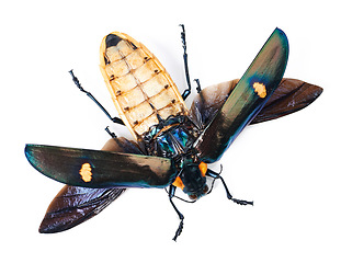 Image showing Closeup, animal and bug on studio white background with full body, wings detail and creature isolated on a backdrop. Insect, nature and top view of colorful wildlife in zoom from the environment